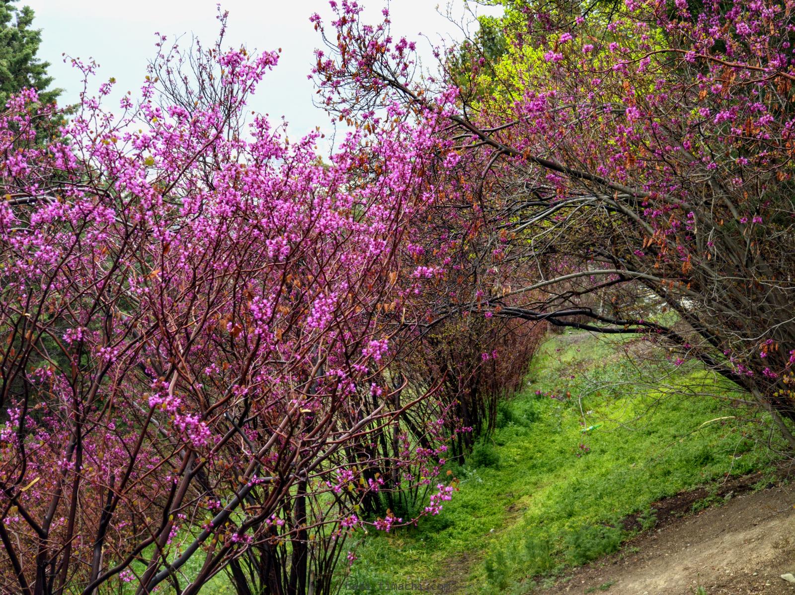 20250405T062831--Tehran on a rainy day viewed from Shiyan Forest Park__sky_spring